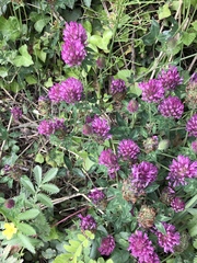 Trifolium pratense
