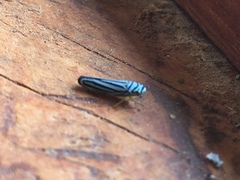 Graphocephala flavovittata