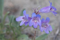 Penstemon gormanii