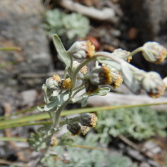 Artemisia alaskana