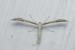 Hellinsia osteodactylus