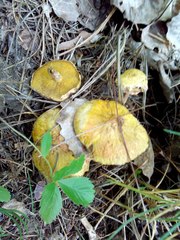Suillus sibiricus