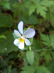 Viola × contempta