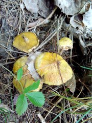 Suillus sibiricus