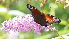 Aglais io