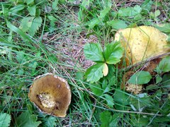 Suillus sibiricus