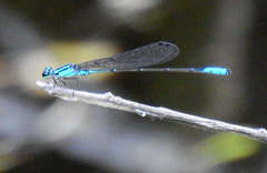 Acanthagrion quadratum