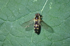 Meligramma triangulifera