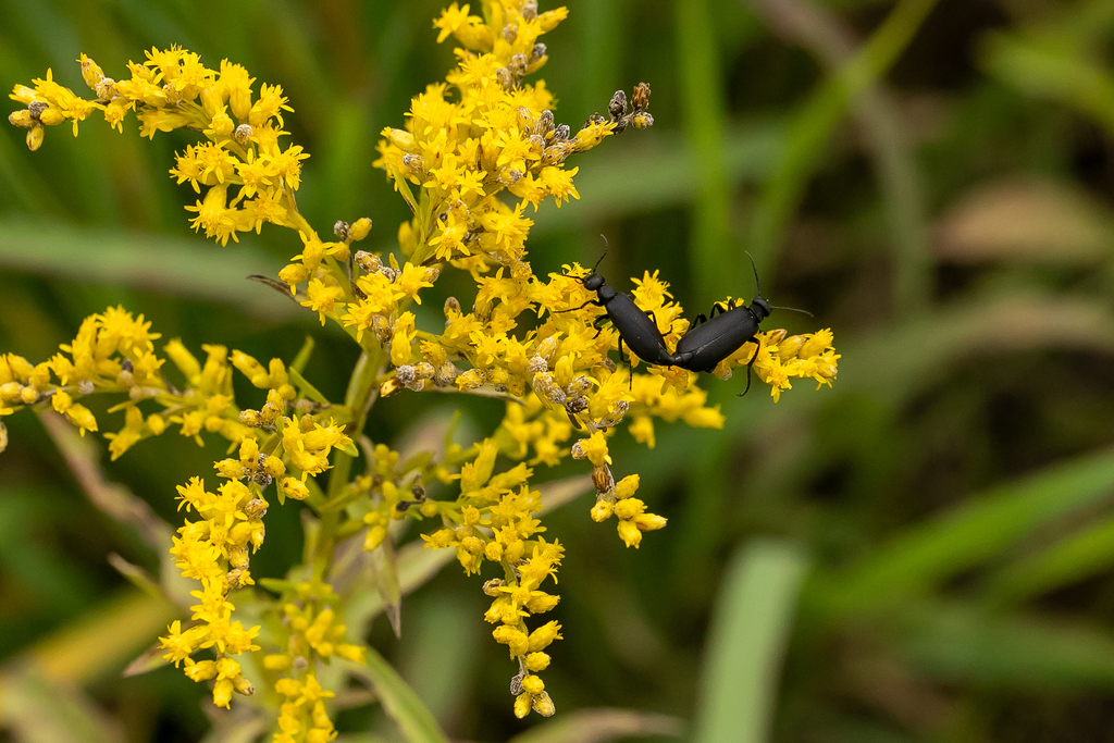 Black blister beetle (Epicauta pensylvanica)