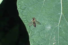 Meligramma triangulifera