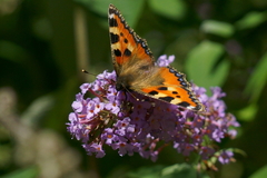 Aglais urticae