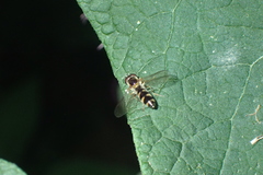 Meligramma triangulifera