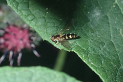 Meligramma triangulifera