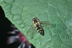 Meligramma triangulifera