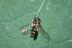 Meligramma triangulifera