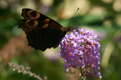 Aglais io