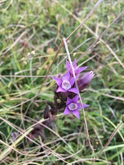 Gentianella germanica