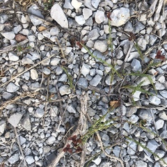 Fumana ericifolia
