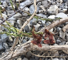 Fumana ericifolia