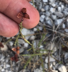 Fumana ericifolia