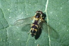Meligramma triangulifera