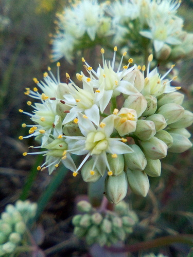 Great Stonecrop