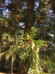 Calocedrus decurrens