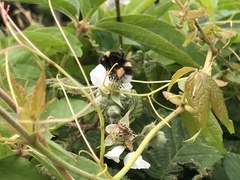 Bombus lucorum