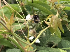Bombus lucorum