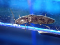 Stenagostus rhombeus