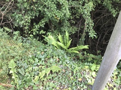 Asplenium scolopendrium