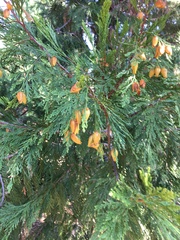 Calocedrus decurrens
