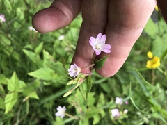 Epilobium montanum