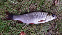 Leuciscus idus