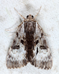 Catocala andromedae