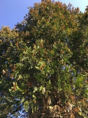 Calocedrus decurrens