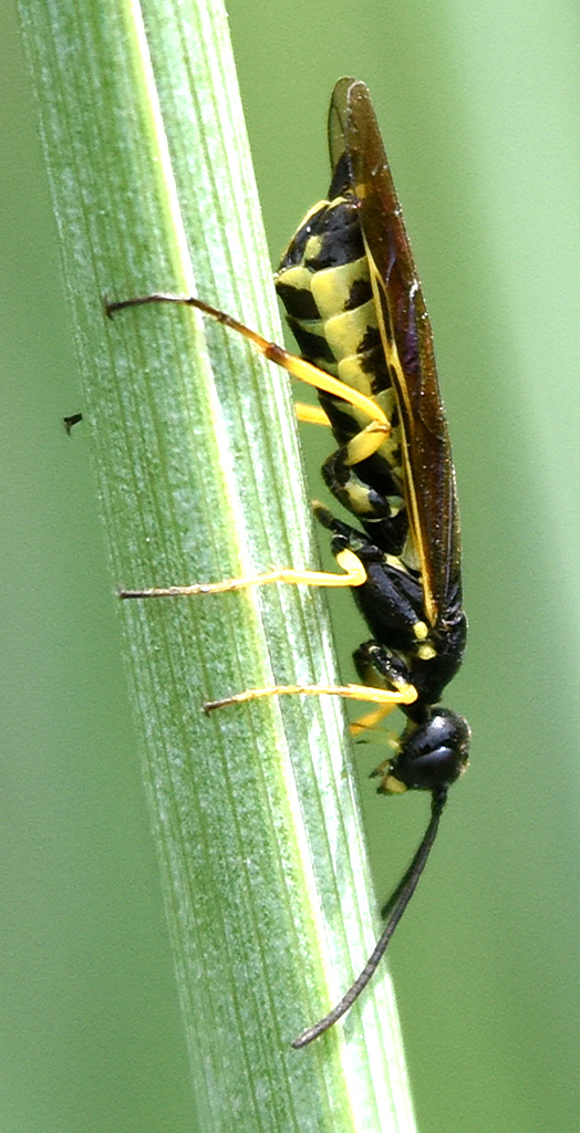 Wheat Stem Sawfly