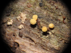 Hemitrichia clavata