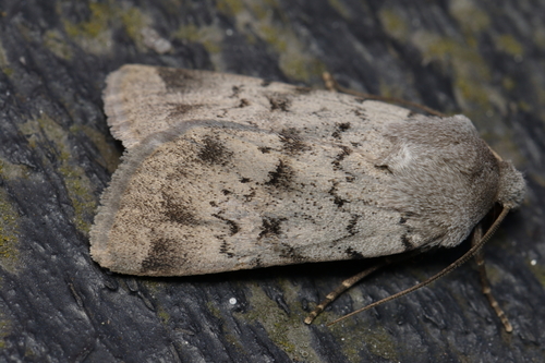 Epipsilia grisescens Fabricius, 1794