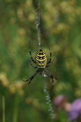 Argiope bruennichi
