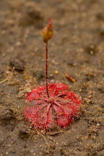 Drosera cayennensis