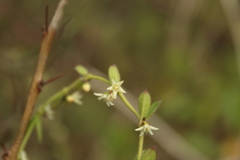 Scyphostelma
