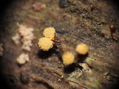 Hemitrichia clavata