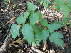 Toxicodendron radicans negundo