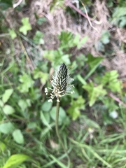 Plantago lanceolata