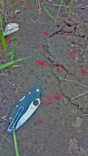 Drosera cayennensis