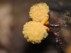 Hemitrichia clavata