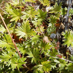 Potentilla vulcanicola