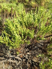 Ericameria ericoides