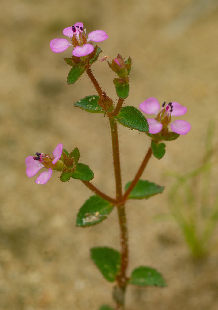 Siphanthera